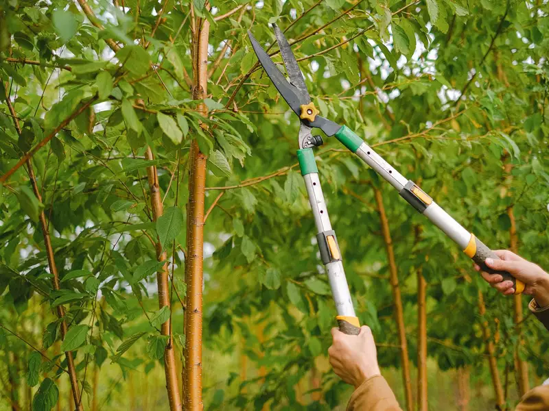 Pruning shears trimming branches of a fruit tree